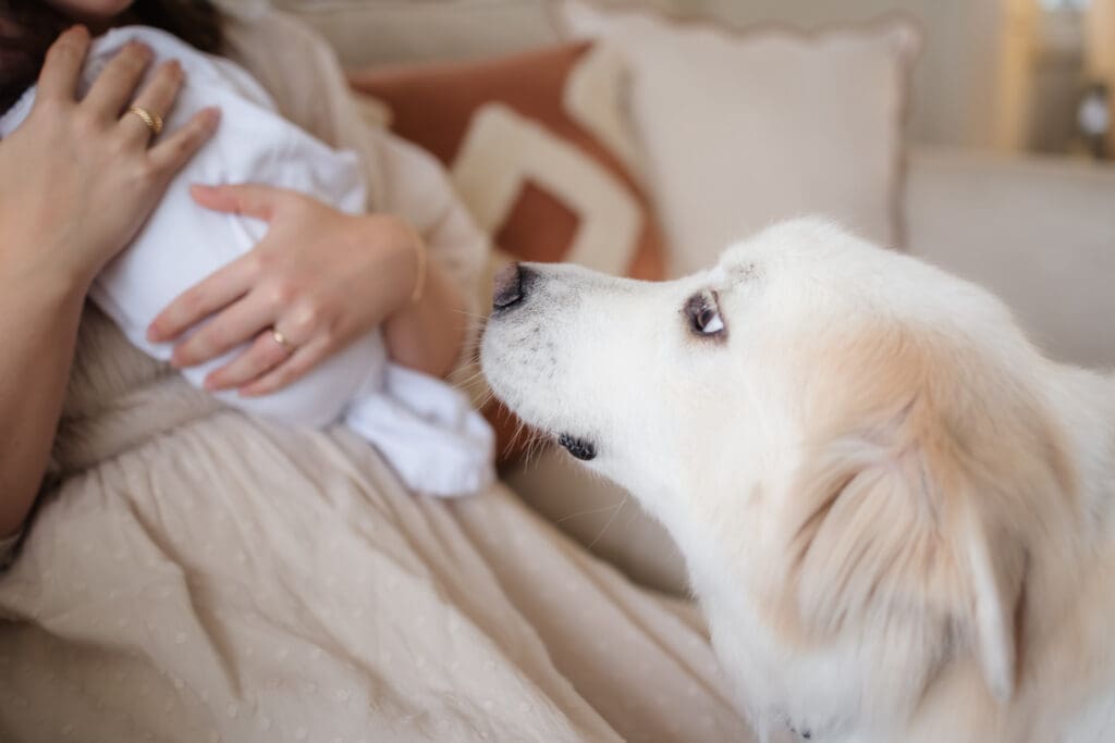 family dog looking at baby during in-home lifestyle newborn photography session in knoxville tn