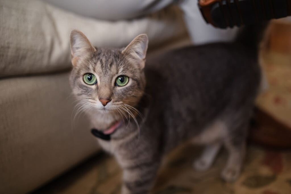 family cat during in-home lifestyle newborn photography session in knoxville tn
